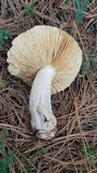 Russula cyanoxantha image