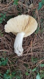 Russula cyanoxantha image