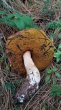 Boletus rubriceps image