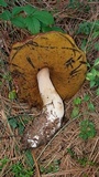 Boletus rubriceps image