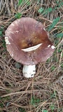 Russula cyanoxantha image