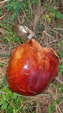 Boletus rubriceps image