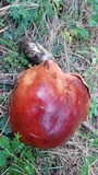 Boletus rubriceps image