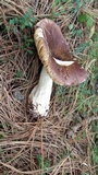 Russula cyanoxantha image