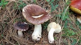 Russula cyanoxantha image