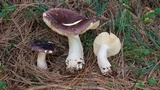 Russula cyanoxantha image