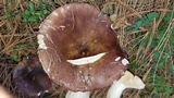 Russula cyanoxantha image