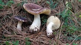 Russula cyanoxantha image