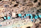 Chlorociboria aeruginascens image