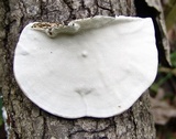 Trametes pubescens image