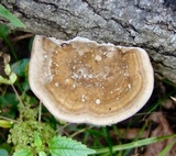 Trametes pubescens image