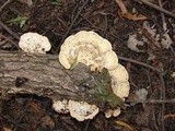 Trametes lactinea image