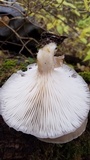 Pleurotus pulmonarius image