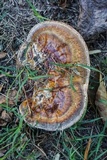 Ganoderma sessile image