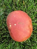 Baorangia bicolor image