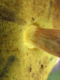 Baorangia bicolor image