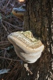 Fomes fasciatus image