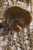 Fomes fasciatus image