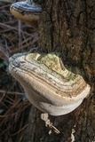 Fomes fasciatus image