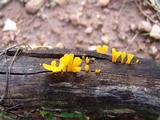 Dacryopinax spathularia image