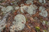 Cladonia subtenuis image
