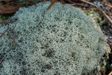 Cladonia subtenuis image