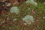Cladonia ochrochlora image