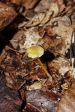 Mycena crocea image