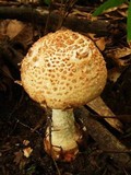 Amanita daucipes image