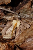 Mycena crocea image