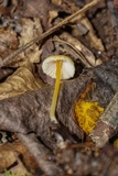 Mycena crocea image