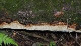 Fomitiporia tsugina image