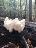 Hericium americanum image