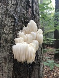 Hericium americanum image