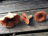 Lactifluus hygrophoroides image