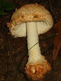 Amanita daucipes image