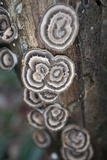 Poronidulus conchifer image