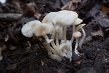 Ripartitella brasiliensis image