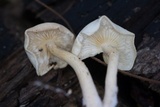 Ripartitella brasiliensis image