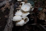 Ripartitella brasiliensis image