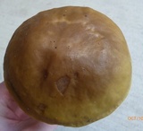 Boletus nobilis image