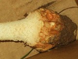 Amanita daucipes image