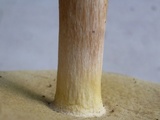 Boletus nobilis image