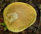 Boletus nobilis image