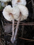 Lepiota clypeolaria image