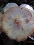 Lepiota clypeolaria image