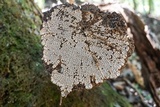 Xylobolus frustulatus image