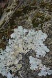 Parmotrema tinctorum image