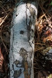 Biscogniauxia atropunctata image