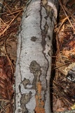 Biscogniauxia atropunctata image